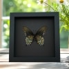 Pipevine Swallowtail Butterfly Battus philenor Verso Framed Taxidermy Moonlight Display