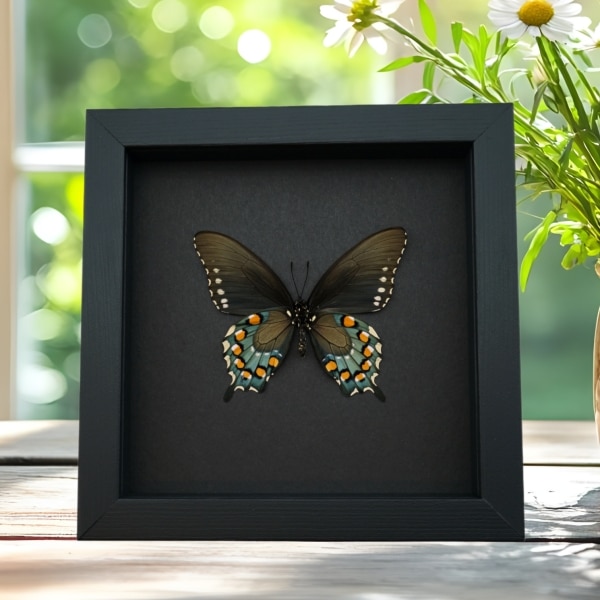 Pipevine Swallowtail Butterfly Battus philenor Verso Framed Taxidermy Moonlight Display
