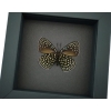 Eumaeus childrenae verso Blue Green Butterfly Framed Taxidermy Moonlight Display