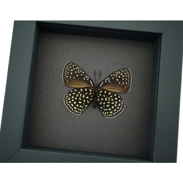 Eumaeus childrenae verso Blue Green Butterfly Framed Taxidermy Moonlight Display