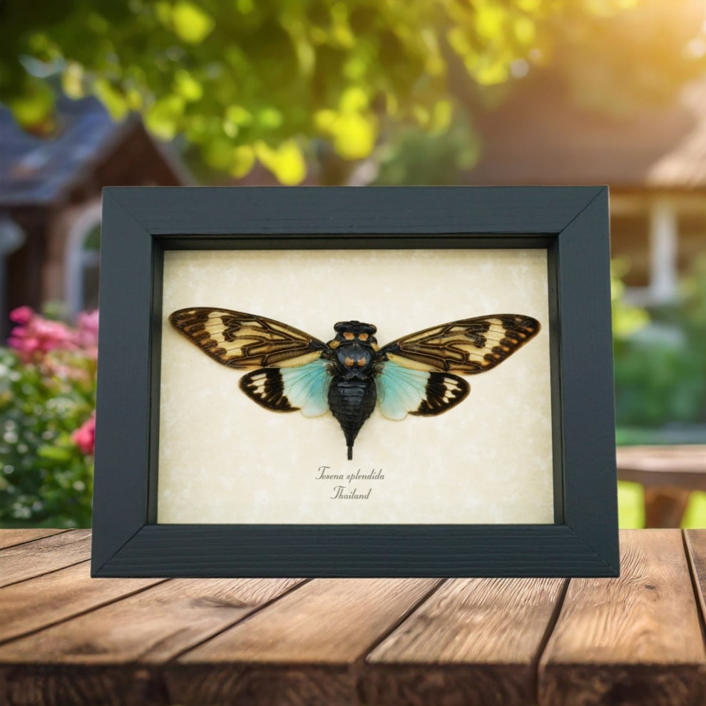Blue Cicada Tosena splendida Framed Taxidermy Insect Display Blue Cicada Tosena splendida Framed Taxidermy Insect Display