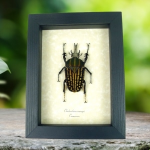 Real Framed African Beetle Chelorrhina savagei Male XL Taxidermy Display