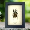 Real Framed African Beetle Chelorrhina savagei Male Taxidermy Display