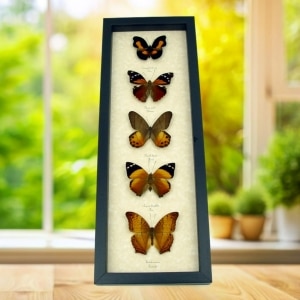 Golden Sunrise Butterfly Collection Real Framed Butterflies Taxidermy Display