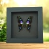 Framed Graphium Weiskei Butterfly Purple Spotted Swallowtail Moonlight Display