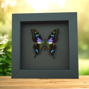 Framed Graphium Weiskei Butterfly Purple Spotted Swallowtail Moonlight Display