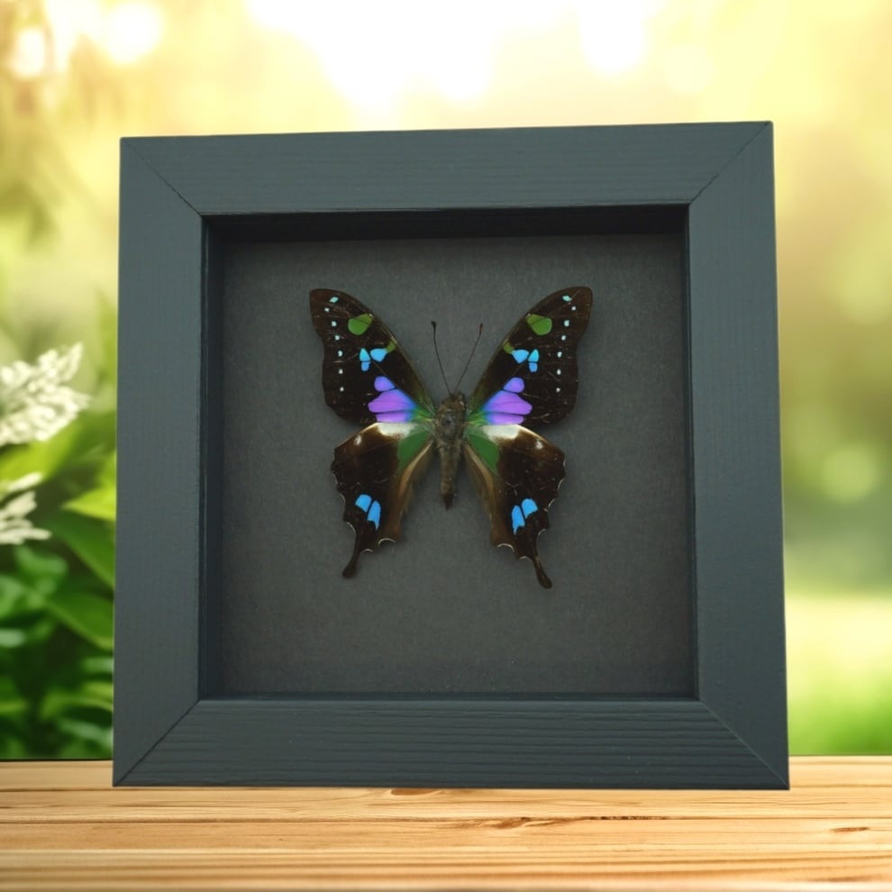 Framed Graphium Weiskei Butterfly Purple Spotted Swallowtail Moonlight Display