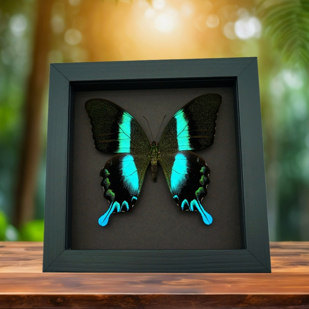 Framed Butterfly Papilio blumei Peacock Swallowtail Moonlight Display Framed Butterfly Papilio blumei Peacock Swallowtail Moonlight Display