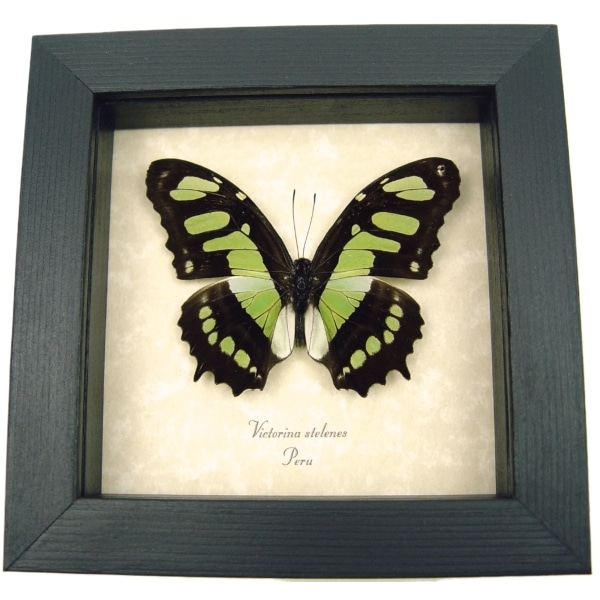 Malachite Butterfly Framed Victorina stelenes Real Taxidermy Display