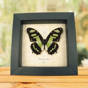 Malachite Butterfly Framed Victorina stelenes Real Taxidermy Display