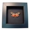 Virgin Tiger Moth Apantesis virgo Framed Taxidermy Moonlight Display