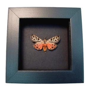 Virgin Tiger Moth Apantesis virgo Framed Taxidermy Moonlight Display