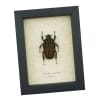 Chelorrhina savagei Female African Flower Beetle Framed Taxidermy Display
