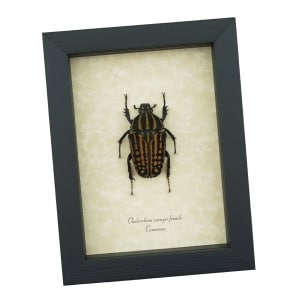 Chelorrhina savagei Female African Flower Beetle Framed Taxidermy Display