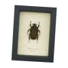 Chelorrhina savagei Female African Flower Beetle Framed Taxidermy Display