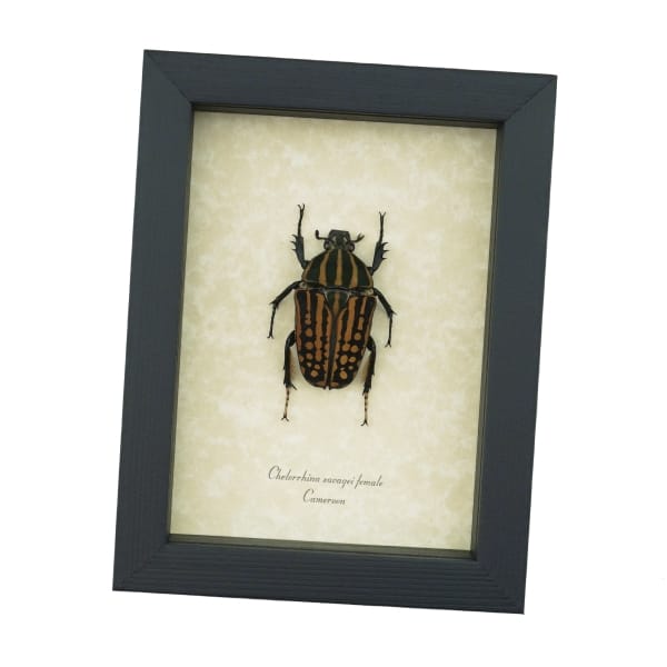 Chelorrhina savagei Female African Flower Beetle Framed Taxidermy Display