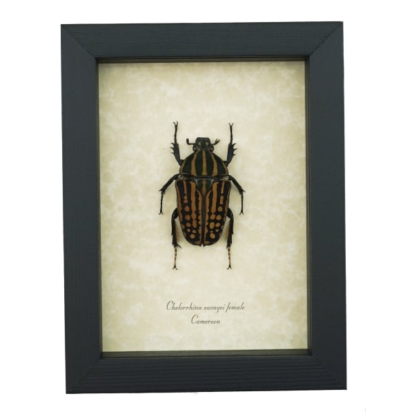 Chelorrhina savagei Female African Flower Beetle Framed Taxidermy Display
