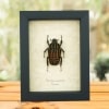 Chelorrhina savagei Female African Flower Beetle Framed Taxidermy Display