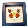 Delias caeneus caeneus Female Rare Framed Butterfly Taxidermy Display