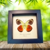 Delias caeneus caeneus Female Rare Framed Butterfly Taxidermy Display