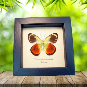Delias caeneus caeneus Female Rare Framed Butterfly Taxidermy Display