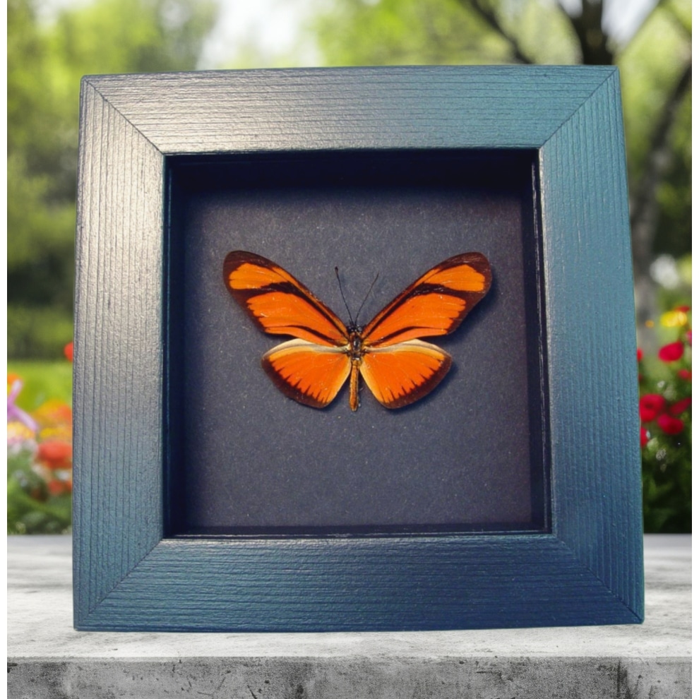 Real Framed Orange Dryas Julia Butterfly Taxidermy Moonlight Display