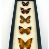 Golden Sunrise Butterfly Collection Real Framed Butterflies Taxidermy Display