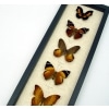 Golden Sunrise Butterfly Collection Real Framed Butterflies Taxidermy Display