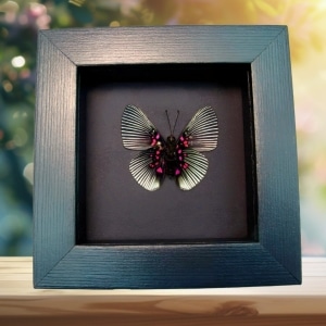 Blue Rayed Metalmark Butterfly Lyropteryx apollonia verso Framed Taxidermy Moonlight Display