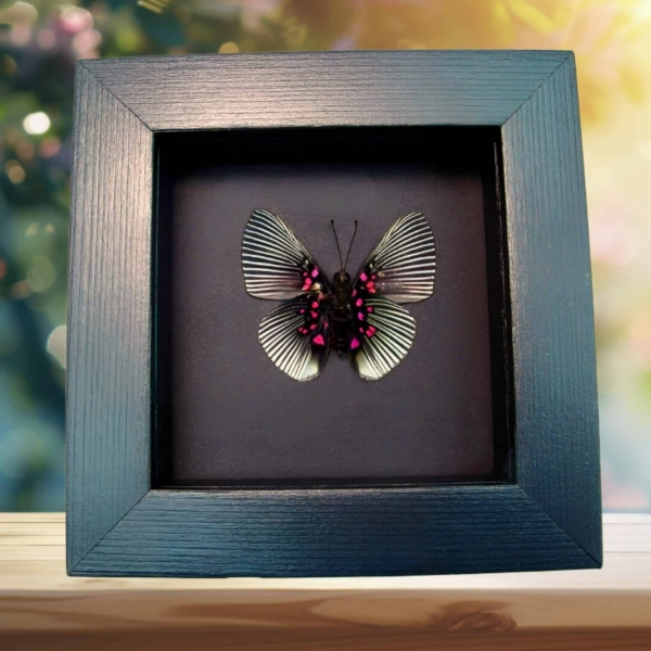 Blue Rayed Metalmark Butterfly Lyropteryx apollonia verso Framed Taxidermy Moonlight Display Blue Rayed Metalmark Butterfly Lyropteryx apollonia verso Framed Taxidermy Moonlight Display
