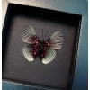 Blue Rayed Metalmark Butterfly Lyropteryx apollonia verso Framed Taxidermy Moonlight Display