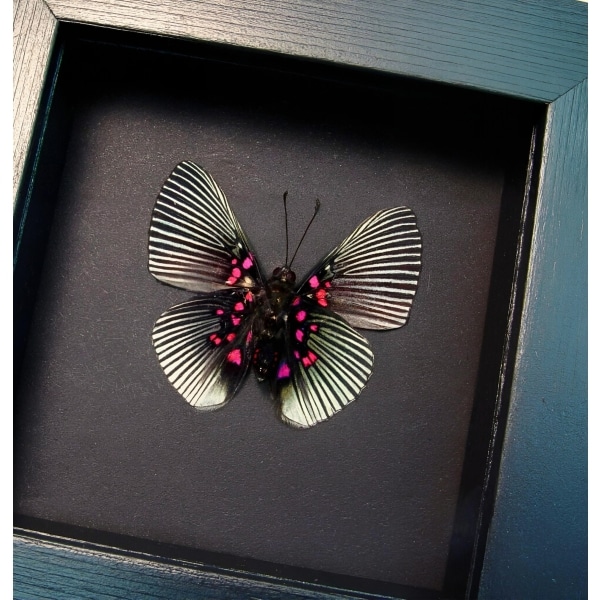 Blue Rayed Metalmark Butterfly Lyropteryx apollonia verso Framed Taxidermy Moonlight Display