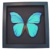 Morpho didius Giant Blue Morpho Butterfly Framed Taxidermy Moonlight Display