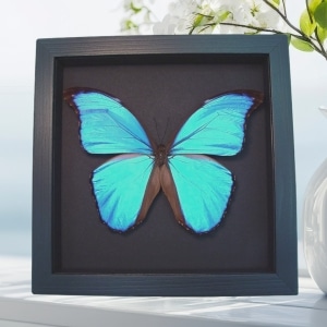 Morpho didius Giant Blue Morpho Butterfly Framed Taxidermy Moonlight Display