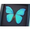 Morpho didius Giant Blue Morpho Butterfly Framed Taxidermy Moonlight Display
