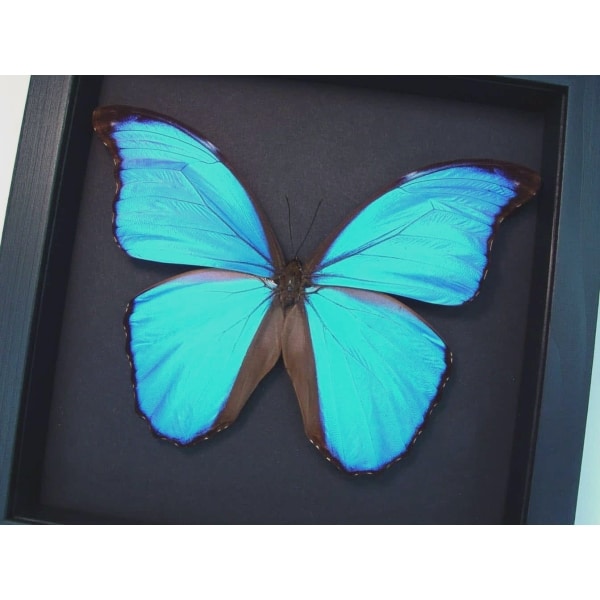 Morpho didius Giant Blue Morpho Butterfly Framed Taxidermy Moonlight Display