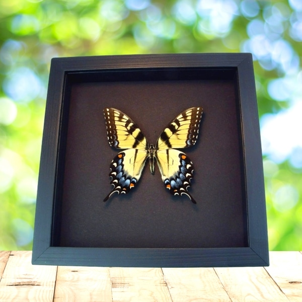 Papilio Glaucus Female Butterfly Tiger Swallowtail Moonlight Display Framed Taxidermy