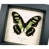 Malachite Butterfly Framed Victorina stelenes Real Taxidermy Display