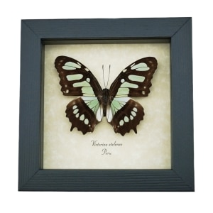 Malachite Butterfly Framed Victorina stelenes Real Taxidermy Display