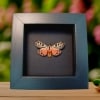 Virgin Tiger Moth Apantesis virgo Framed Taxidermy Moonlight Display