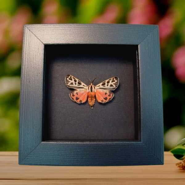 Virgin Tiger Moth Apantesis virgo Framed Taxidermy Moonlight Display