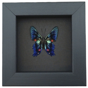 Ancyluris meliboeus Metallic Blue Butterfly Framed Taxidermy Moonlight Display
