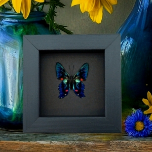 Ancyluris meliboeus Metallic Blue Butterfly Framed Taxidermy Moonlight Display