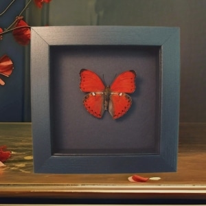 Scalloped Red Glider Butterfly Cymothoe excelsa Framed Moonlight Display