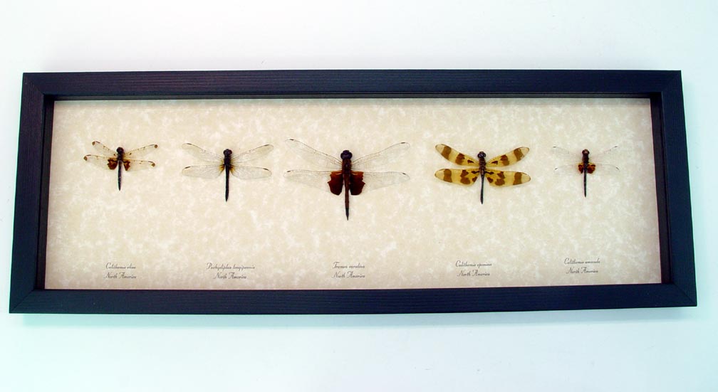 Dragonfly Collection North American Dragonflies