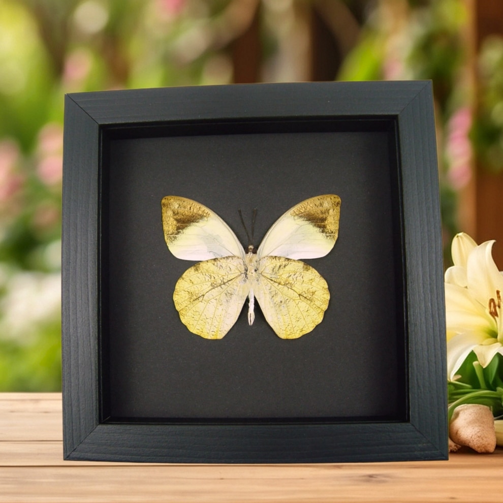 Hebomoia glaucippe Verso Great Orange Tip Framed Butterfly Taxidermy Moonlight Display Hebomoia glaucippe Verso Great Orange Tip Framed Butterfly Taxidermy Moonlight Display