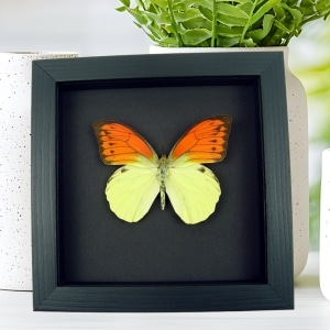 Vibrant Sulpher Butterfly Hebomoia leucippe Framed Taxidermy Moonlight Display