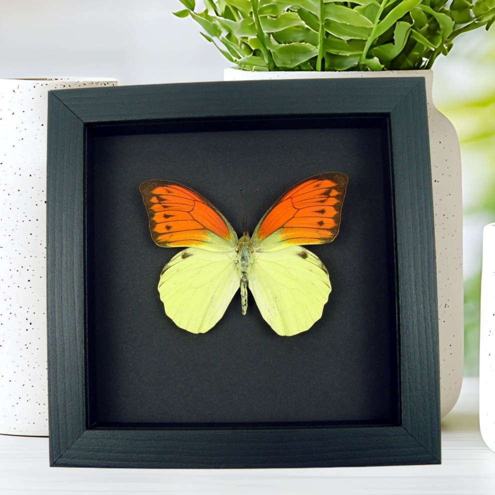 Vibrant Sulpher Butterfly Hebomoia leucippe Framed Taxidermy Moonlight Display
