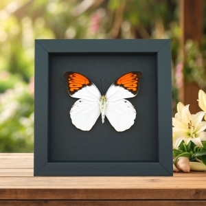 Hebomoia glaucippe Framed Butterfly Great Orange Tip Taxidermy Moonlight Display