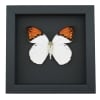 Hebomoia glaucippe Framed Butterfly Great Orange Tip Taxidermy Moonlight Display